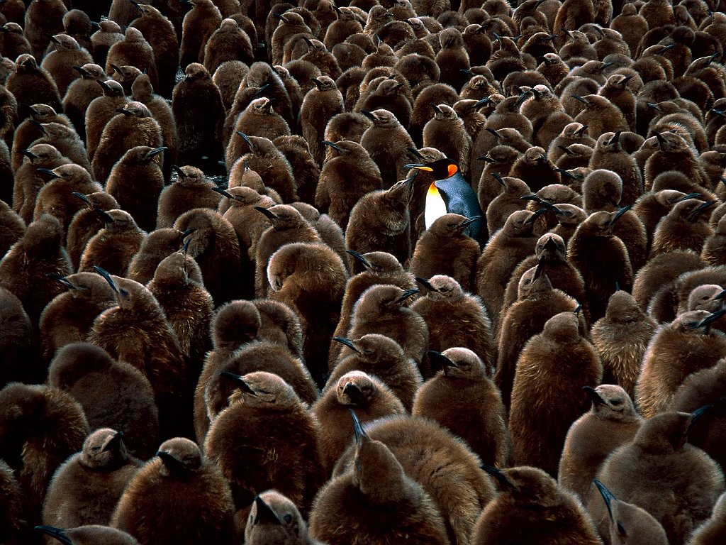 Where's the Tuxedo_